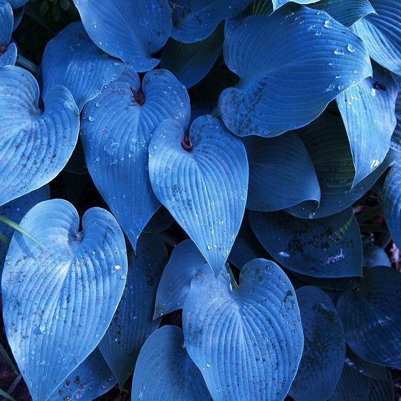 Hosta Funkia Halcyon